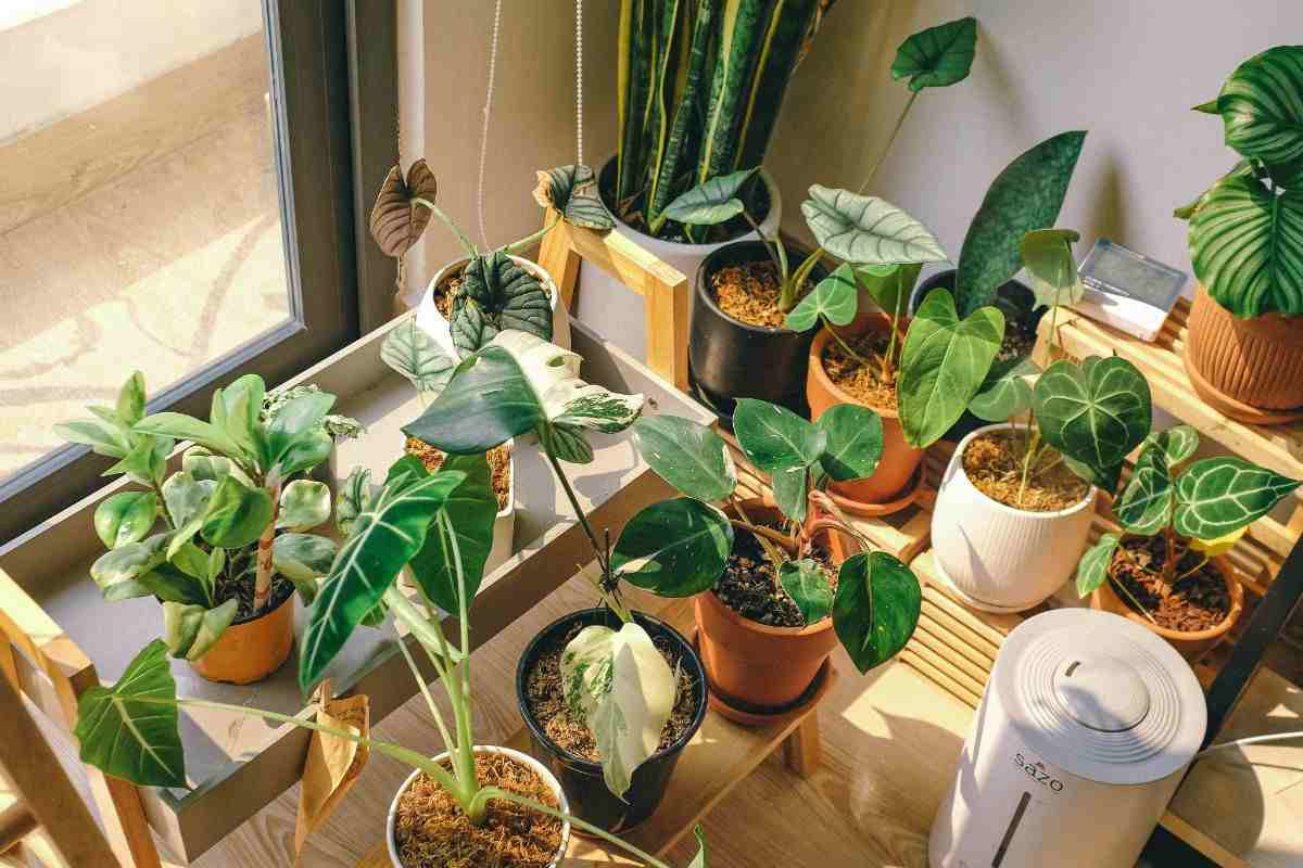 diverse piante in vaso in un appartamento